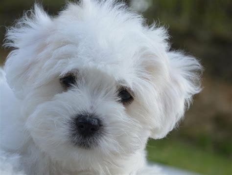 race de chien qui ne perte pas son poils.